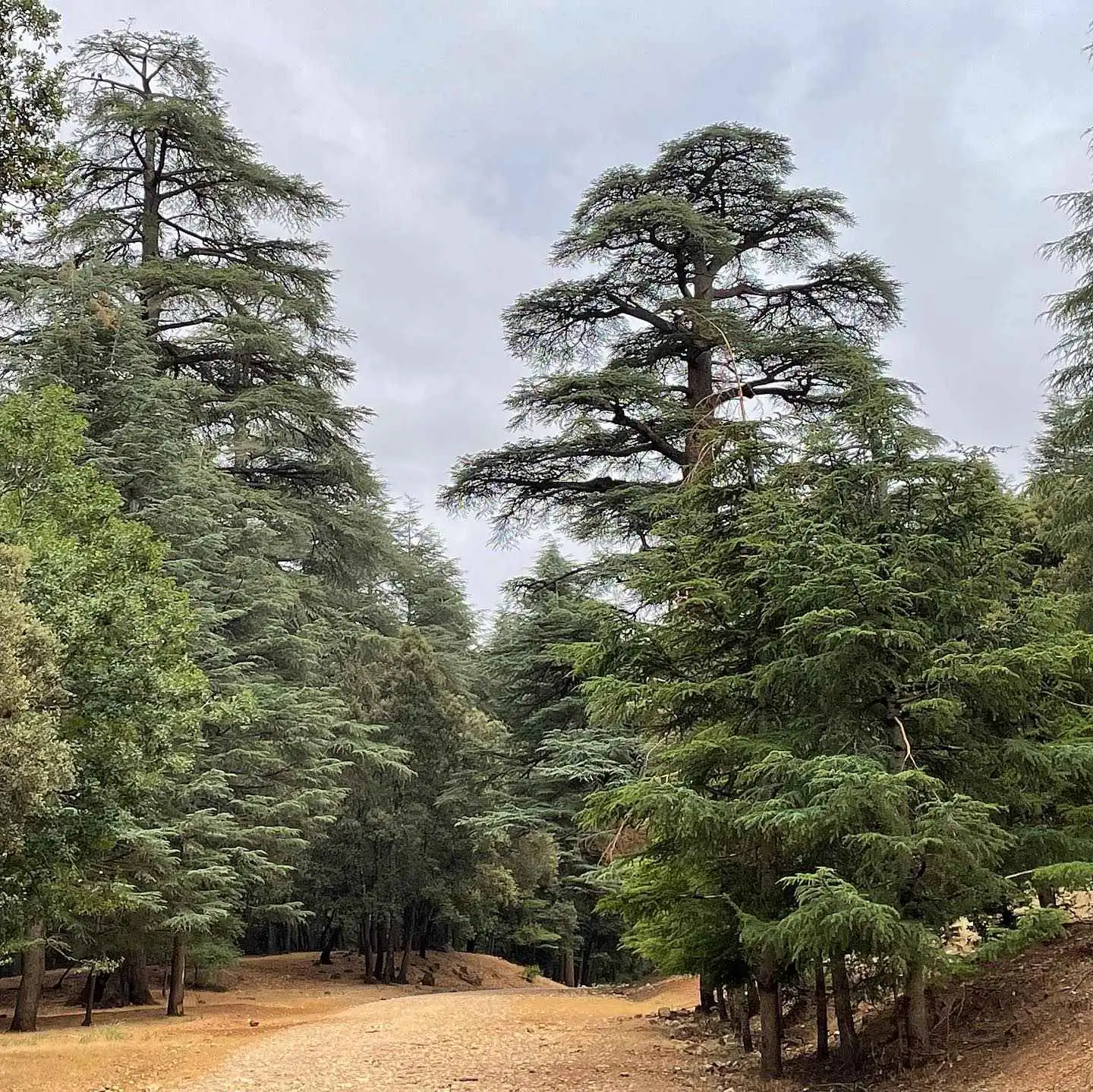 Cedar forest near Azrou in the Middle Atlas, crossed on day four of the Marrakech to Fes tour