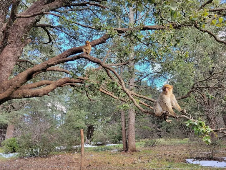 Barbary macaque in the cedar forest of the Middle Atlas