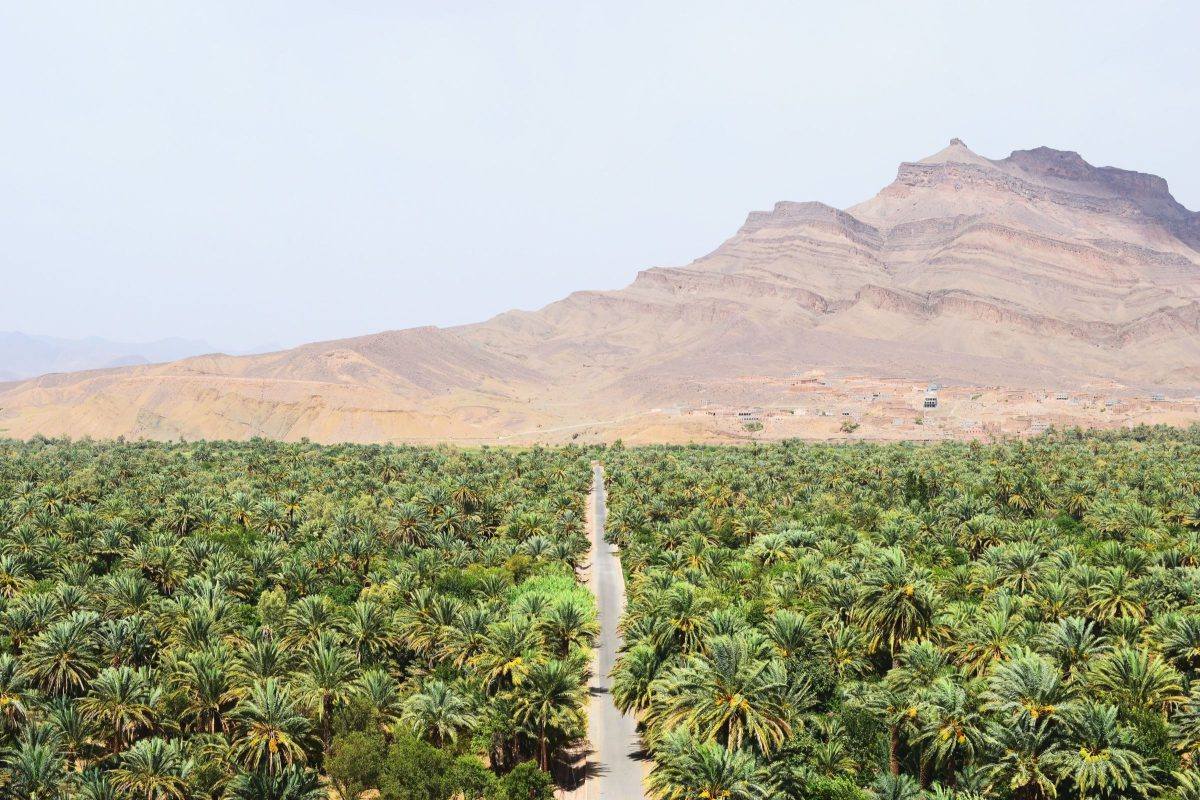 Blog 3 A date palm grove in a southern Moroccan oasis below a flat-topped mountain