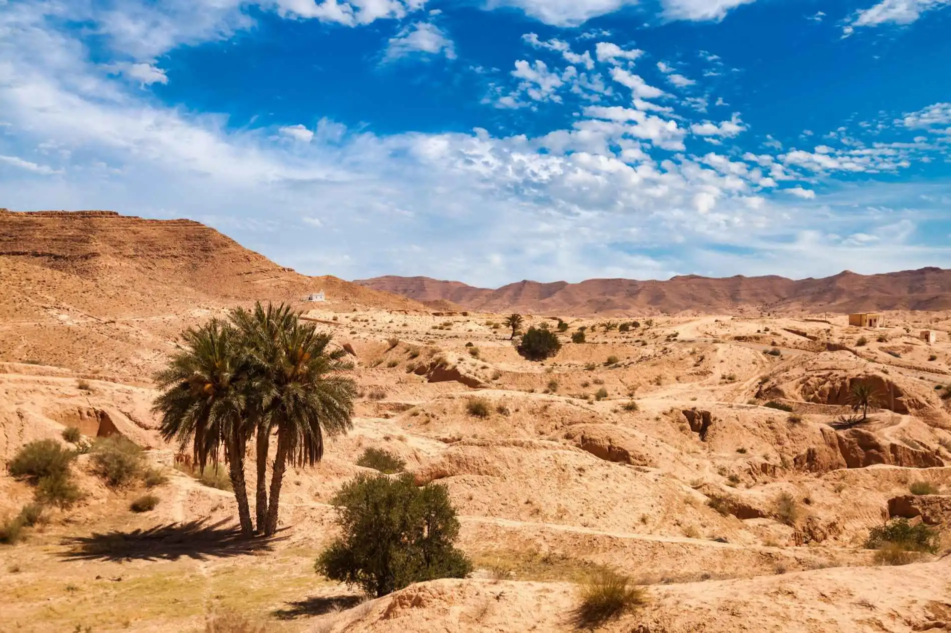 Sand dunes and a palm tree in the Moroccan Sahara, the desert night on a 6 day Morocco itinerary