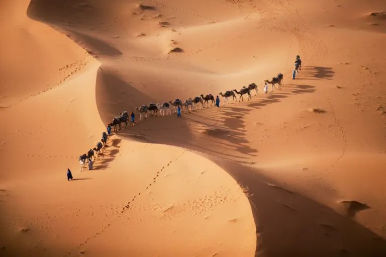 Sunset Camel Ride in the Palmeraie