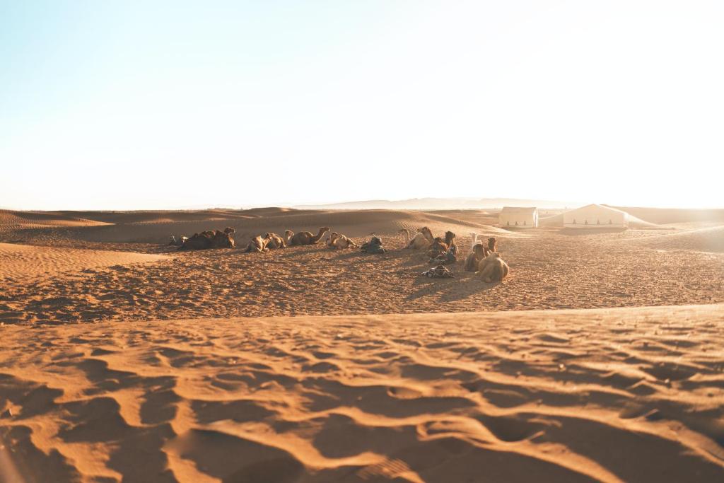 Désert de Zagora depuis Marrakech : 2 jours, 1 nuit dans le sable