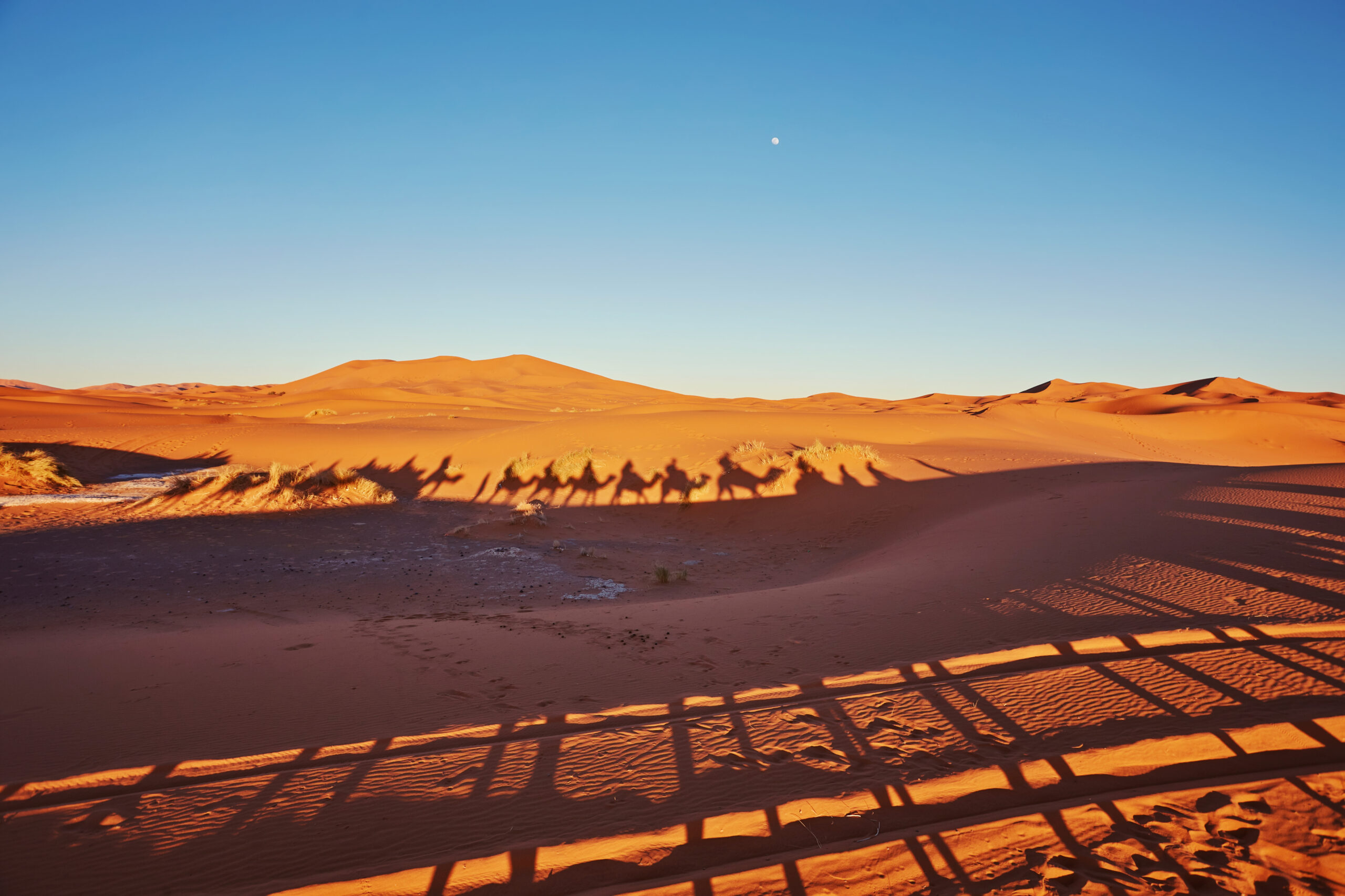 A small-group camel caravan crossing the Merzouga dunes in Morocco's Sahara on a guided desert tour