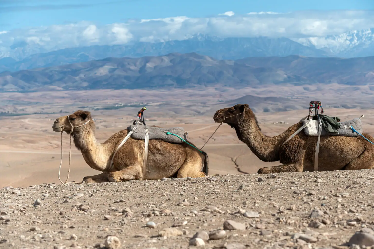 Camels resting in the rocky Agafay desert near Marrakech, a base for camel rides and quad biking