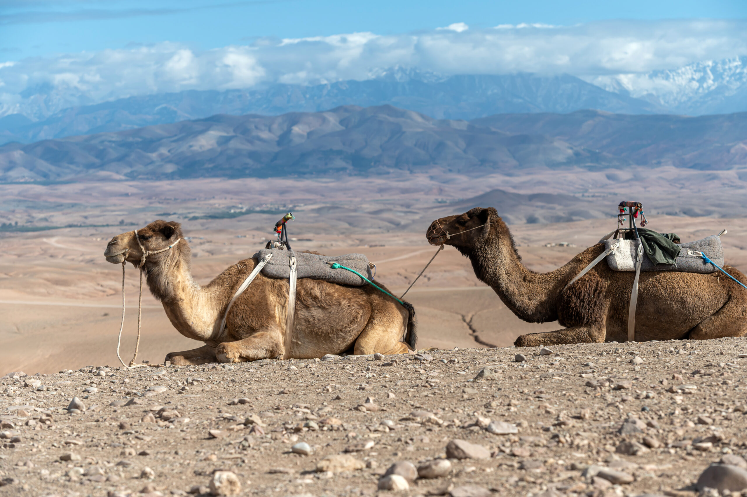 Camels resting in the rocky Agafay desert near Marrakech, a base for camel rides and quad biking